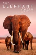 Nonton film The Elephant Queen (2019) terbaru